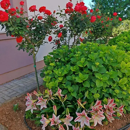 Appartement Zatonka *